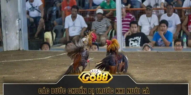 Các bước chuẩn bị trước khi nuôi gà