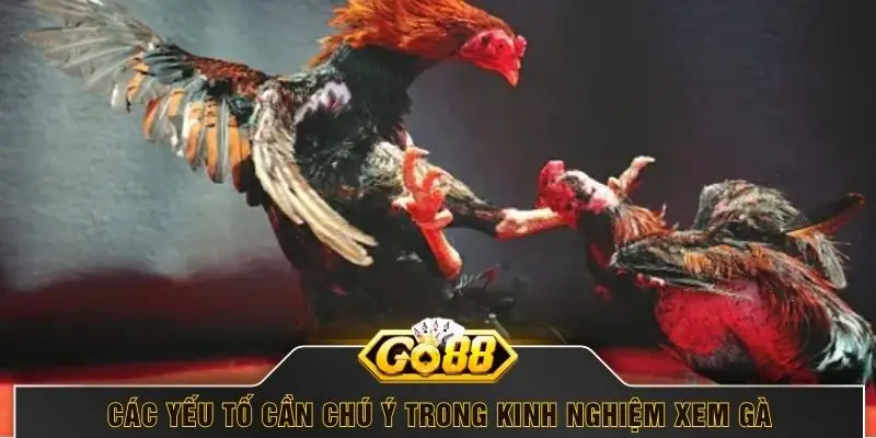 Các yếu tố cần chú ý trong kinh nghiệm xem gà