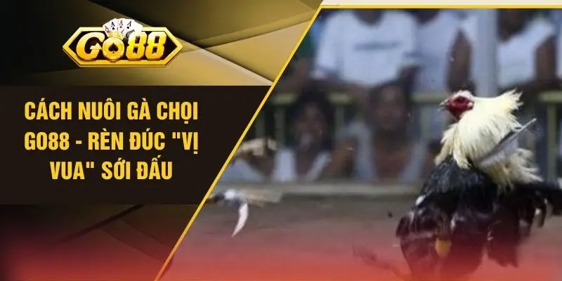 Cách Nuôi Gà Chọi GO88 - Rèn Đúc "Vị Vua" Sới Đấu