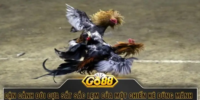 Cận cảnh đôi cựa sắt sắc lẹm của một chiến kê dũng mãnh