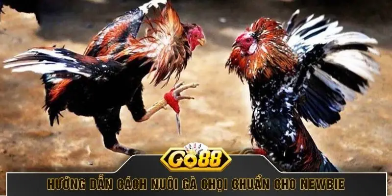 Hướng dẫn cách nuôi gà chọi chuẩn cho newbie