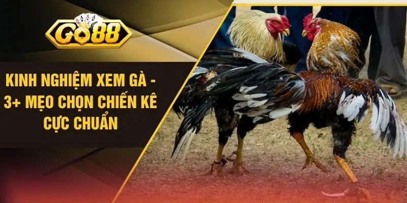 Kinh Nghiệm Xem Gà - 3+ Mẹo Chọn Chiến Kê Cực Chuẩn