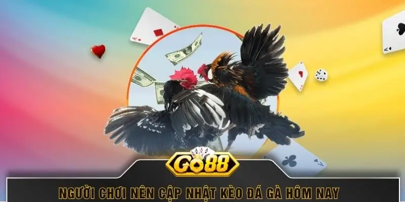 Người chơi nên cập nhật kèo đá gà hôm nay