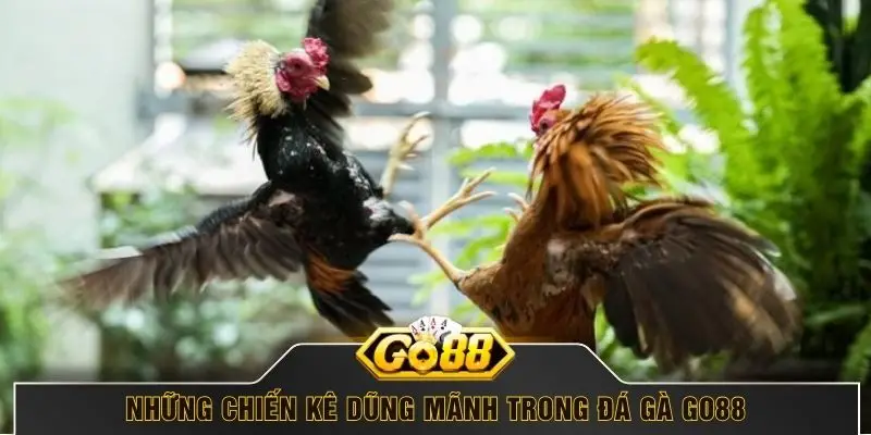 Những chiến kê dũng mãnh trong đá gà GO88