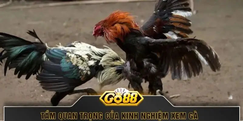 Tầm quan trọng của kinh nghiệm xem gà