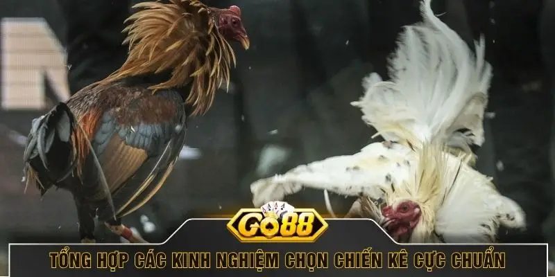 Tổng hợp các kinh nghiệm chọn chiến kê cực chuẩn